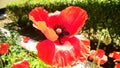 Beautiful Red opium or poppy or Papaver somniferum or afeem Royalty Free Stock Photo