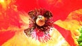 Beautiful Red opium or poppy or Papaver somniferum or afeem Royalty Free Stock Photo