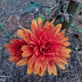 A Beautiful Red-Orange Dahlia Flower with a Smaller Flower in the Background. Royalty Free Stock Photo