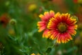 Beautiful red-orange flowers on green dark background. Floral still life Royalty Free Stock Photo