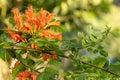 Beautiful red orange flowers on tree with leafs and branches on blurry background Royalty Free Stock Photo