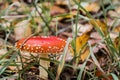 A beautiful red-orange fly agaric with white spots grows in yellow-green grass with autumn leaves in the park Royalty Free Stock Photo