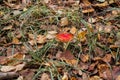 A beautiful red-orange fly agaric with white spots grows in yellow-green grass with autumn leaves in the park. Copy space Royalty Free Stock Photo