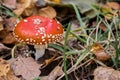A beautiful red-orange fly agaric with white spots grows in yellow-green grass with autumn leaves in the park. Copy space Royalty Free Stock Photo