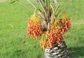 Beautiful red & orange kimri date clusters Royalty Free Stock Photo