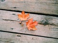 beautiful red orange maple leaves and two green acorns lying on old wooden planks background Royalty Free Stock Photo