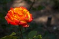 Beautiful red and orange rose flower in garden. Blooming rose on unfocused background. Floral love and romance symbol. Royalty Free Stock Photo