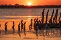 Beautiful red and orange sunset over the sea. The sun goes down over the sea. A flock of cormorants sits on a old sea pier in Royalty Free Stock Photo