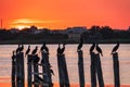 Beautiful red and orange sunset over the sea. The sun goes down over the sea. A flock of cormorants sits on a old sea pier in Royalty Free Stock Photo