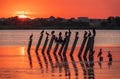 Beautiful red and orange sunset over the sea. The sun goes down over the sea. A flock of cormorants sits on a old sea pier in Royalty Free Stock Photo