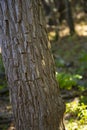 Sassafras Tree Bark