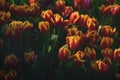 Beautiful red and orange Tulips flower in garden Royalty Free Stock Photo