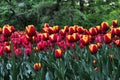 Beautiful red and orange tulips in the green garden. Royalty Free Stock Photo