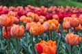 Beautiful red and orange tulips in the green garden. Royalty Free Stock Photo