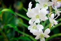 Beautiful red orchid flower growing in the garden on a background of other flowers. For use in a postcard, advertising. Thailand. Royalty Free Stock Photo