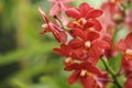 Beautiful red orchid flowers bloom in the summer Royalty Free Stock Photo