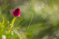 orchid Nigritella rubra sangele voinicului at sunrise in morning dew on piatra craiului mountain in Romanian Carpathians