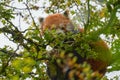 Beautiful Red panda lying on the tree with green leaves. Ailurus fulgens, detail face portrait of animal from China. Wildlife