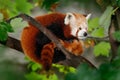 Beautiful Red panda lying on the tree with green leaves, in the nature habitat