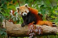 Beautiful Red panda lying on the tree with green leaves. Red panda bear, Ailurus fulgens, habitat. Detail face portrait, animal fr