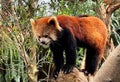 Beautiful Red panda standing on the tree animal kingdom Kobe japan Royalty Free Stock Photo