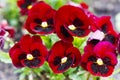 Red pansy flowers are blommong in the garden Royalty Free Stock Photo