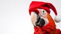 red parrot with a red hatt. Studio portrait on white background, isolated. New Year, Christmas, space for text, AI generated