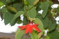 Beautiful red passiflora flowers