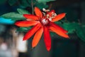 Beautiful Red Passion Flower (Passifloraceae) in Ancol - Eco Park, Jakarta