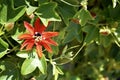 Beautiful Red Passionflower (Passiflora Manicata) in the sunshine. Royalty Free Stock Photo