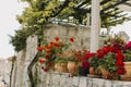 Beautiful red Pelargonium flowers in a pots on a summer street in Dubrovnik old town, Croatia