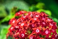 Beautiful red pentas flowers in bloom against a bokeh background Royalty Free Stock Photo