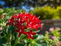 Red Pentas Lanceolata Lucky Star in a summer at a botanical garden.