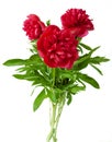 Beautiful red peony bunch isolated on white background Royalty Free Stock Photo