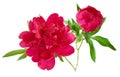 Beautiful red peony bunch isolated on white Royalty Free Stock Photo