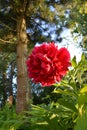 Beautiful red peony flower in fairytale garden