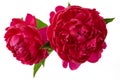 Beautiful red peony isolated on white background Royalty Free Stock Photo