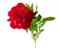 Beautiful red peony isolated on white background Royalty Free Stock Photo