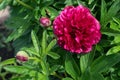 Beautiful red peony or paeony with buds and leaves Royalty Free Stock Photo