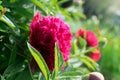 Beautiful red peony or paeony with buds and leaves Royalty Free Stock Photo