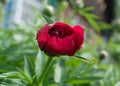 Beautiful red peony or paeony with buds and leaves Royalty Free Stock Photo