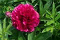 Beautiful red peony or paeony with buds and leaves Royalty Free Stock Photo