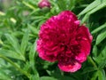 Beautiful red peony or paeony with buds and leaves Royalty Free Stock Photo
