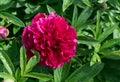 Beautiful red peony or paeony with buds and leaves Royalty Free Stock Photo