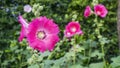 Beautiful red petals of Hollyhocks, known as Alcea is flowering plants in mallow family Malvaceae, on blurred green Ficus plant