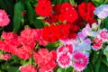 Beautiful Red Pink Bravo Chinensis dianthus, China pink, Rainbow Royalty Free Stock Photo