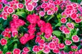 Beautiful Red Pink Bravo Chinensis dianthus, China pink, Rainbow Royalty Free Stock Photo