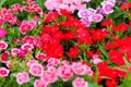 Beautiful Red Pink Bravo Chinensis dianthus, China pink, Rainbow pink flower Dianthus chinensis in the garden on the sunny day. Royalty Free Stock Photo