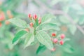 Beautiful red pink buds of apple flowers on tree branches Royalty Free Stock Photo