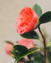 Beautiful red-pink Camellia with drops of water close-up in the garden, vertical banner Royalty Free Stock Photo